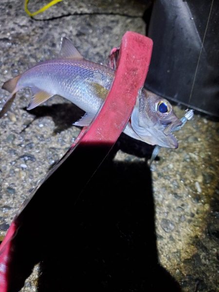 アジング　外道がたくさん