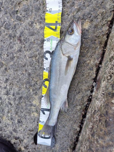 青物＆シーバス