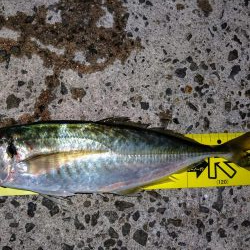 アジング釣行