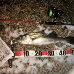 スノーシーバス