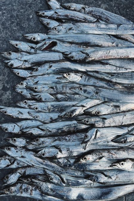 デイ太刀魚爆沸き継続中!