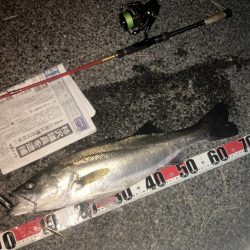 釣り納め 今季70本目