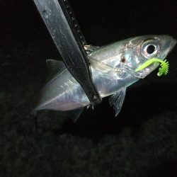 中アジを探して