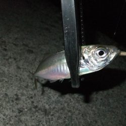 まだアジ居ました