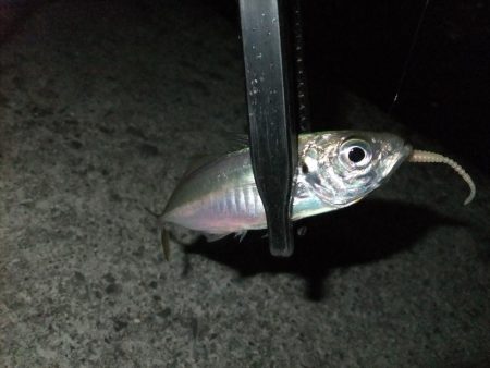 まだアジ居ました