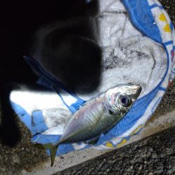 アジングでアジ