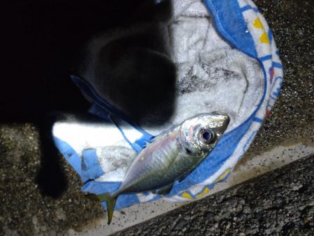 アジングでアジ