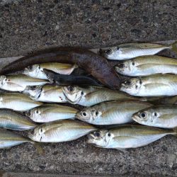 アジ、エソ、タチウオ（お）