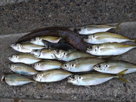 アジ、エソ、タチウオ（お）