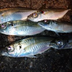 手強い満月大潮