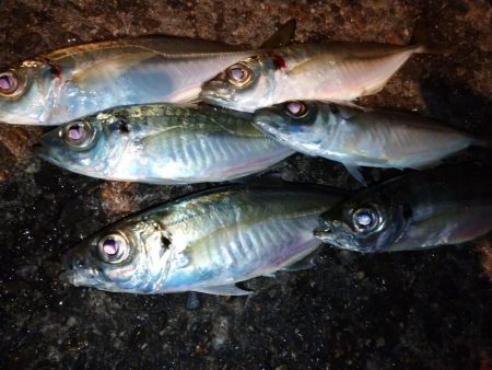 手強い満月大潮