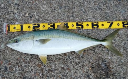 厳しくなったノマセ釣り