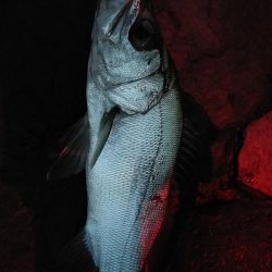 シーバス好調。