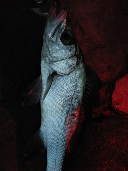 シーバス好調。