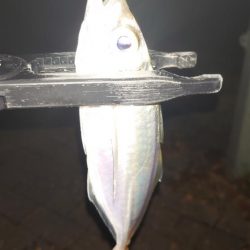 難しいアジング