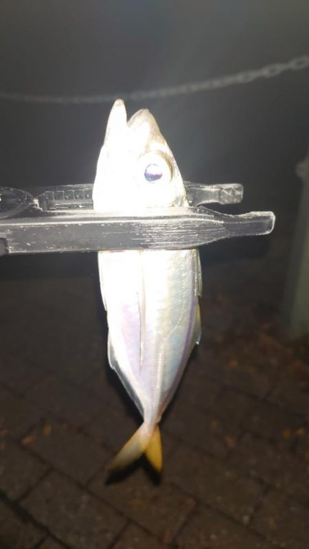 難しいアジング