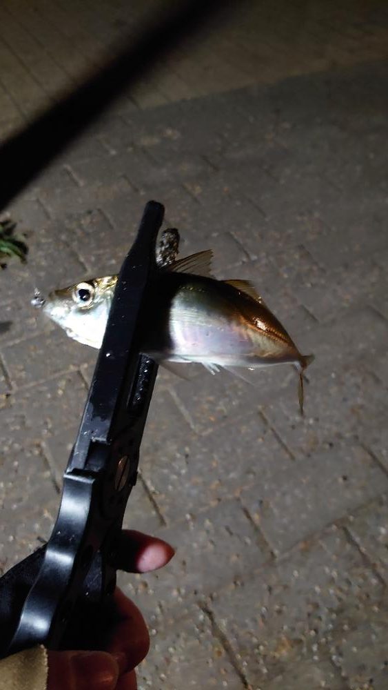 なかなか出ませんね！