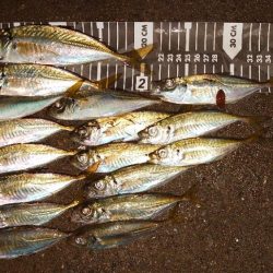 今日は出ましたよ！