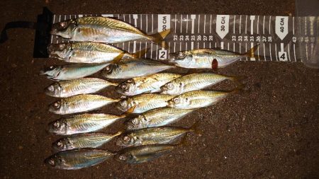 今日は出ましたよ！