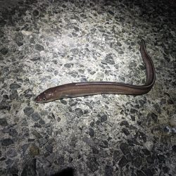 冬の泉南アナゴ