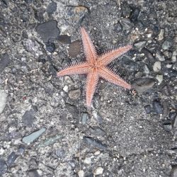 カレイはどこにおるんや