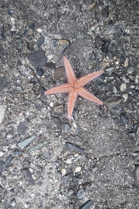 カレイはどこにおるんや