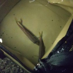 もれなく小さい