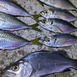 水軒　カゴ釣り