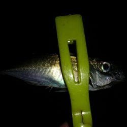 短時間ですがアジング釣行