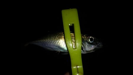 短時間ですがアジング釣行