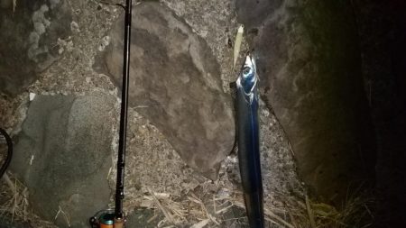 尺アジ狙いに紀ノ川へ