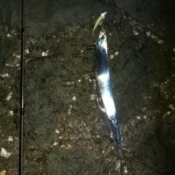 今日もミカンと太刀魚をゲットするために!