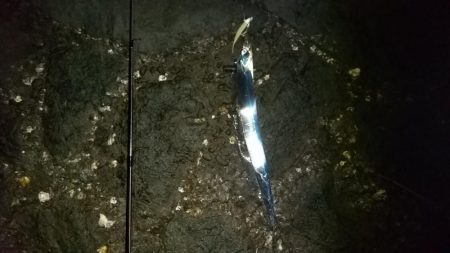 今日もミカンと太刀魚をゲットするために!