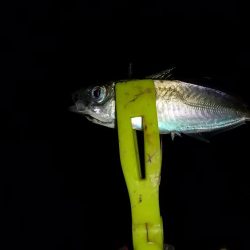 ノー残業デーなのでその後釣に行って来ました。