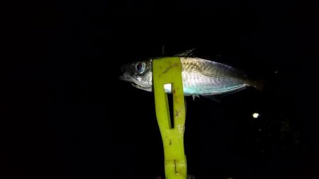 ノー残業デーなのでその後釣に行って来ました。