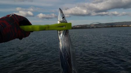 昼太刀チャレンジ行って来ました。
