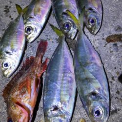 アジが食べたくなって