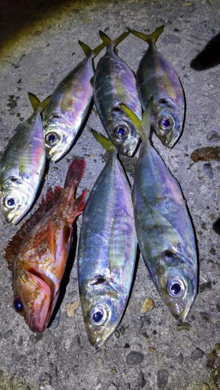 アジが食べたくなって