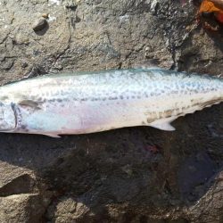 サゴシ祭りも終わりっぽいです。