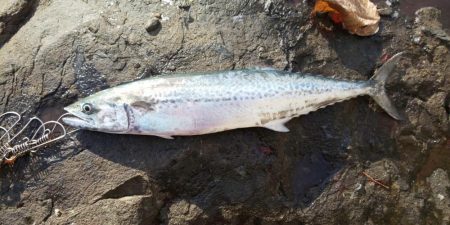 サゴシ祭りも終わりっぽいです。