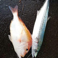 サゴシはそろそろ終了かな・・・