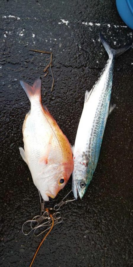 サゴシはそろそろ終了かな・・・