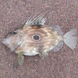 なんと！高級魚が！