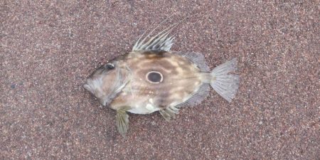 なんと！高級魚が！