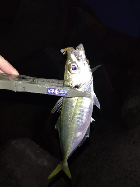 今年初アジング