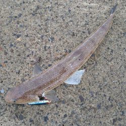 久しぶりのテトラ帯