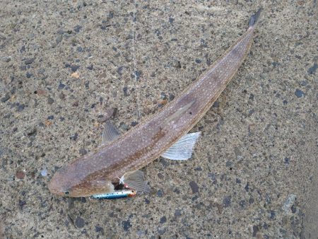 久しぶりのテトラ帯