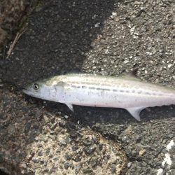 サゴシまだいました