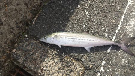 サゴシまだいました