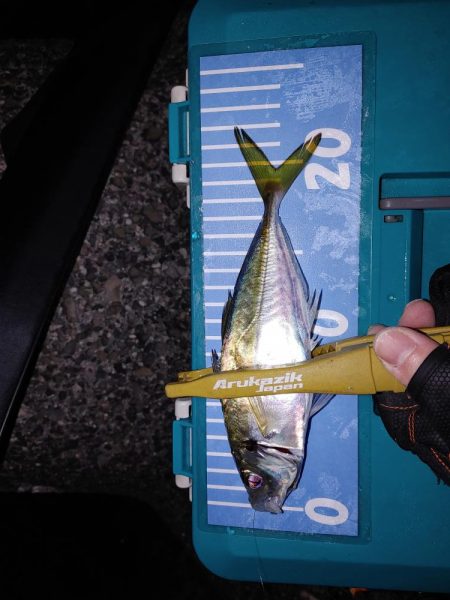 アジング最多記録